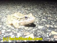 /home//u458753944/public_html/sourcegallery///////////////////////////////Roxborough Toad Detour/2023/2023-04-01/P4010670.JPG